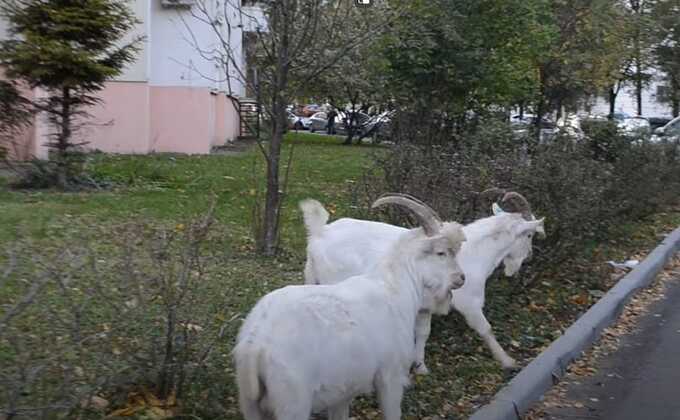 Московский суд временно запретил мужчине держать коз в Бутово