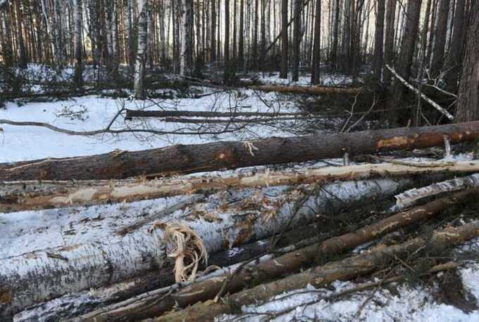 В Екатеринбурге прошел сход против вырубки Березовой рощи